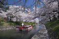 松川公園  遊覧船と桜並木