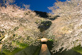 琵琶湖疏水第一トンネルの夜桜