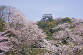 彦根城と桜