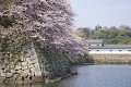彦根城の堀と桜