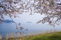 梅津大崎の桜と琵琶湖