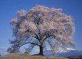 王仁塚の桜