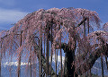 神田の大糸桜と南アルプス