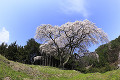 乙ヶ妻のしだれ桜