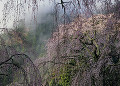 身延山 西谷の桜