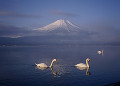 白鳥と富士山