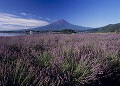 ラベンダー畑と富士山