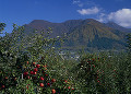 リンゴ畑と高社山