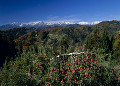 リンゴ畑　長野県小川村