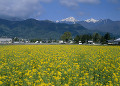 菜の花畑と常念岳