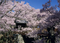 桜雲橋 高遠城址公園