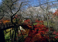 桜雲橋 高遠城址公園