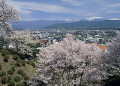 春日公園の桜と南アルプス