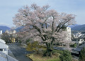 安富桜　長野県飯田市