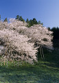 臥龍桜