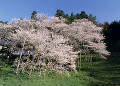 臥龍桜