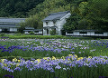 加茂花菖蒲園 ハナショウブ