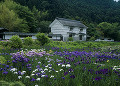 加茂花菖蒲園 ハナショウブ