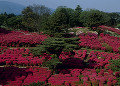 小室山公園 ツツジ