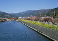 河津川沿いのカワヅザクラ