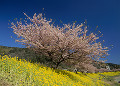 青野川堤 河津桜