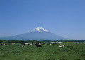 朝霧高原と富士山