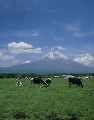 朝霧高原と富士山