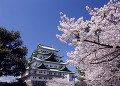 名古屋城と桜