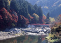 香嵐渓と待月橋の紅葉