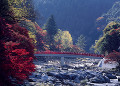 香嵐渓と待月橋の紅葉