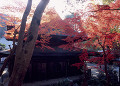 応夢山定光寺の紅葉
