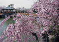 九華公園の桜