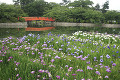 九華公園の花菖蒲