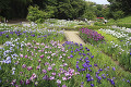 亀山公園の菖蒲園