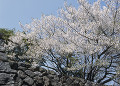 松坂城跡と桜