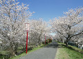 宮川堤の桜並木