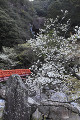 奇絶峡と桜
