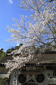 熊野本宮大社の門と桜