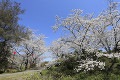 平草原公園  桜並木