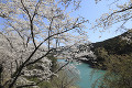 七川ダム湖畔の桜