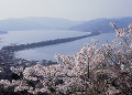 天橋立と桜