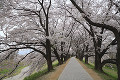 背割堤の桜と遊歩道