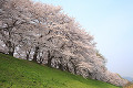 背割堤の桜並木