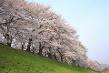 背割堤の桜並木