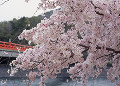 宇治公園の桜