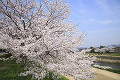 賀茂川河川敷の桜