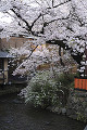 祇園白川と桜