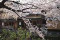 祇園白川と桜
