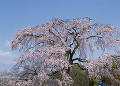 円山公園の枝垂桜と青空
