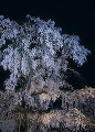 円山公園の枝垂桜のライトアップ